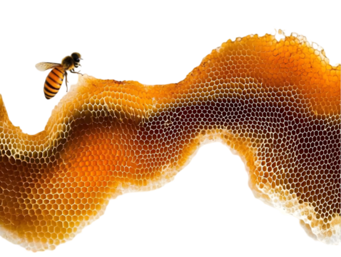 Isolated Photo of a Bee on a Honeycomb Against a Black Background - Powered by Adobe