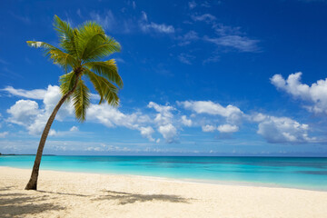 Beautiful tropical beach with golden sand, coconut palm against the backdrop of the azure ocean.