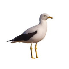Obraz premium Realistic Seagull Bird with White Feathers Standing Isolated on Black Background