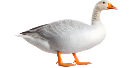 White Goose Isolated Against Transparent Background Photo