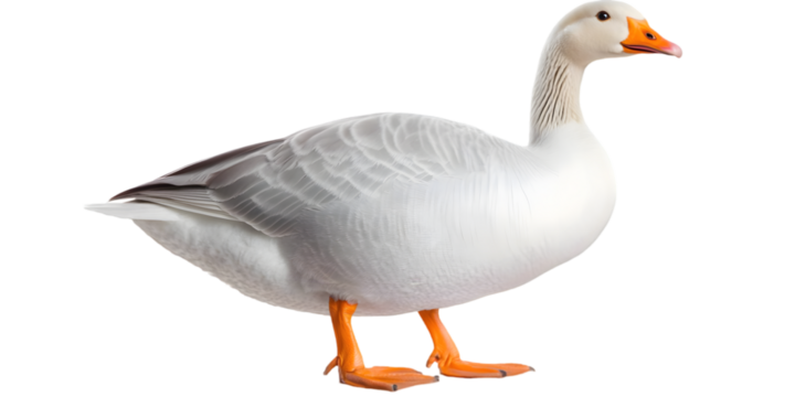 White Goose Isolated Against Transparent Background Photo