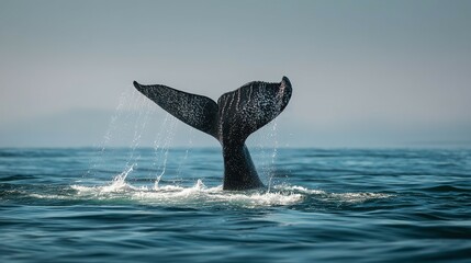 Fototapeta premium Majestic whale's tail fin emerging from ocean depths.