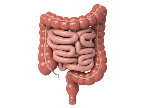 Realistic 3d anatomical illustration of the human digestive system including large and small intestines