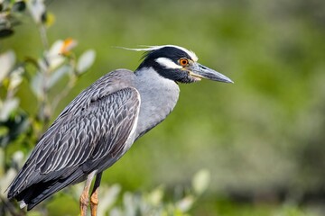 yellow crowned hight heron
