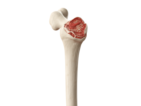 Detailed anatomical illustration of a human femur bone medical representation of the skeletal structure