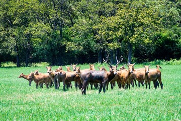 Leader of the herd