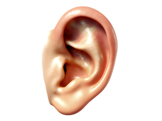 Detailed anatomical illustration of a human ear depicting the outer ear structure in close up