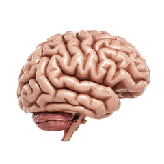 Detailed 3d rendered anatomical illustration of the human brain depicting key features