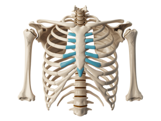 Anatomical illustration of the human rib cage and upper torso depicting the skeletal system
