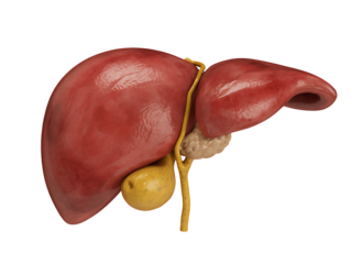 Realistic detailed 3d rendered illustration of a human liver showing gallbladder and bile duct anatomy