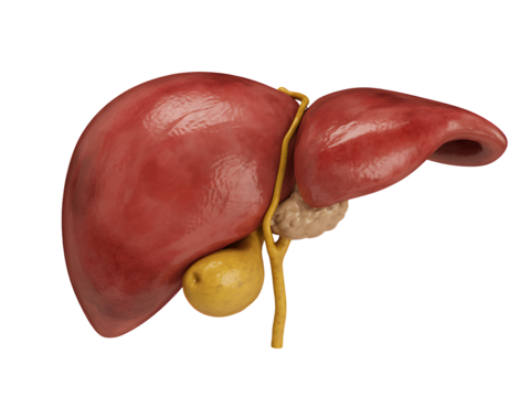 Realistic detailed 3d rendered illustration of a human liver showing gallbladder and bile duct anatomy