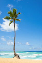 Beautiful tropical beach with golden sand, coconut palm against the backdrop of the azure ocean. Exotic Caribbean Sea.