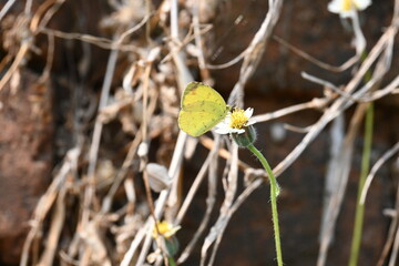 Eurema alitha butterfly. Its common names scalloped grass yellow, common grass yellow, Eurema and Pieridae. This is  species in the genus Eurema. Its found in Southeast Asia. Tridax procumbens Flower
