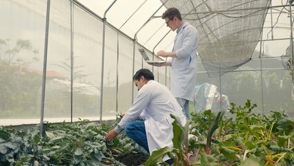 Two Biotechnology man engineer holding magnifying glass and looking at the vegetables leaf in...