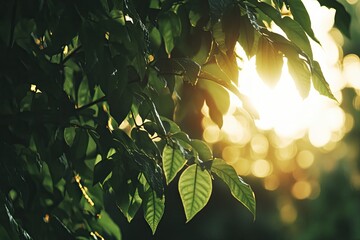 Lush foliage bathed in golden sunlight.  Sunlight filters through dense green leaves, creating a warm, vibrant scene