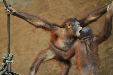 little orangutans playing together