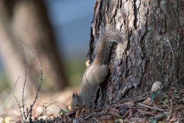 可愛いニホンリス