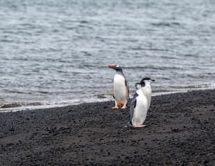 Photographing gentoo and Chinstrap penguin behavior.