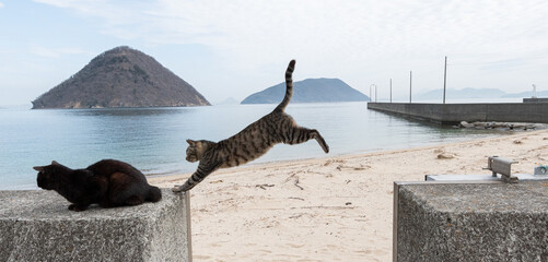 Fototapeta premium 堤防を飛び越える可愛い猫 キジトラ猫 