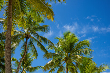 Coconut palms against blue sky. Beautiful tropical forest.