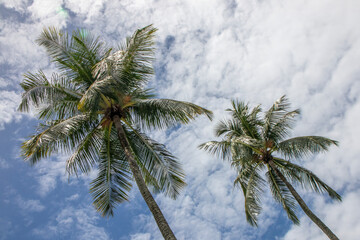 Coconut palms against a partly cloudy sky