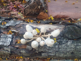 Closeup of Many colorful mushrooms layered up arranged on a tree stump inside the garden with natural background at Thailand.