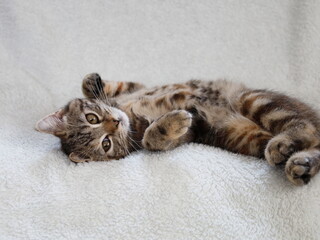 甘えたい子猫のブリティッシュショートヘアー
