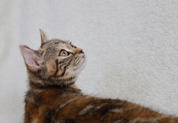 遠くを見る子猫の目