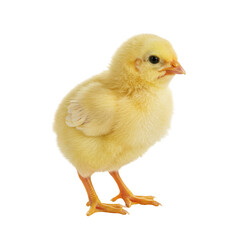 Fototapeta premium Isolated yellow chick standing on a black background looking right on transparent background
