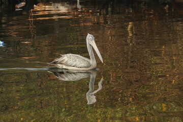 Beautiful Pelicans in the lake, Sri Lanka 