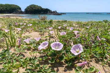 あづり浜の浜昼顔（三重県志摩市志摩町）