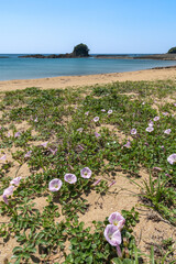 あづり浜の浜昼顔（三重県志摩市志摩町）