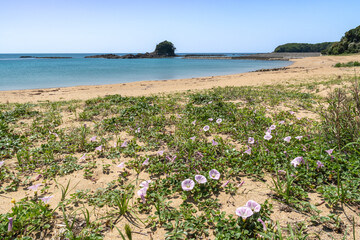 あづり浜の浜昼顔（三重県志摩市志摩町）