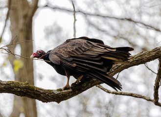 Turkey Vulture (Cathartes aura) perched on a branch in Iowa