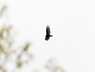 Solo Turkey Vulture (Cathartes aura) flying above the trees on a cloudy day