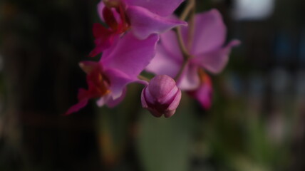 Phalaenopsis purple orchid flower, phalaenopsis or wrong with blur background. Purple phalaenopsis flower on the right. known as the butterfly orchid