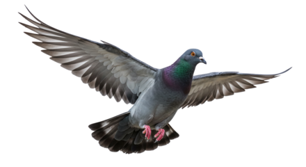 Pigeon Flying with Wings Spread on Transparent Background