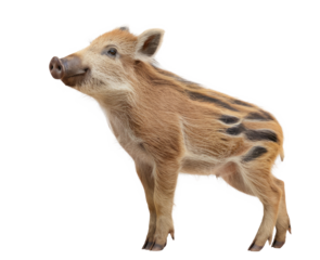 wild boar piglet isolated on transparent background