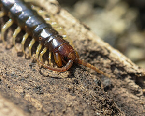 Centipedes on rotting wood, looking creepy with lots of legs and venomous