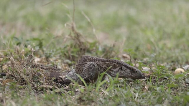 Low angle Rock monitor lizard on ground sniffs air with forked tongue