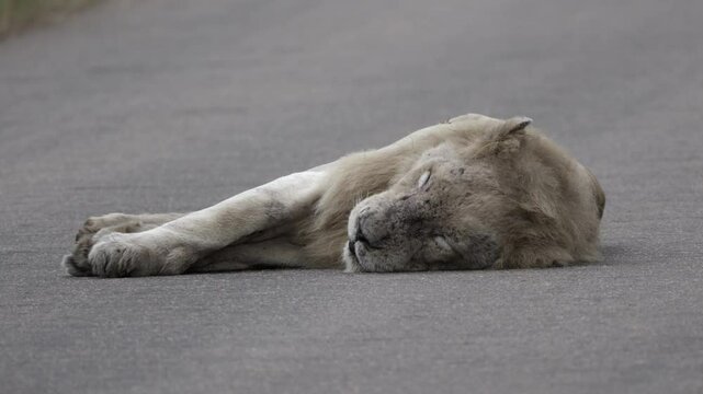 Old male white Lion, Casper, lies on paved road in Kruger National Park