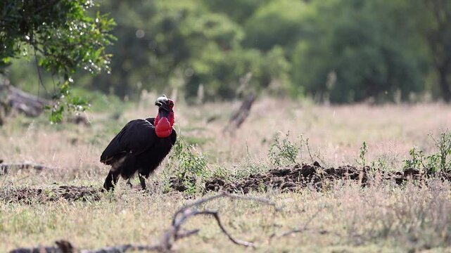 Ground hornbill bird with red gular pouch tosses beetle in large beak