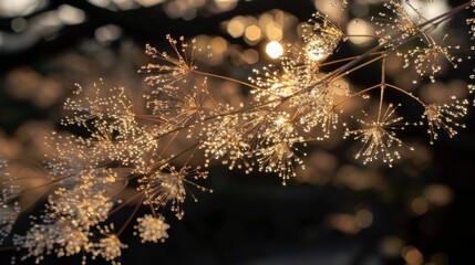 Delicate Golden Sunlit Blossoms with Glimmering Dew Drops