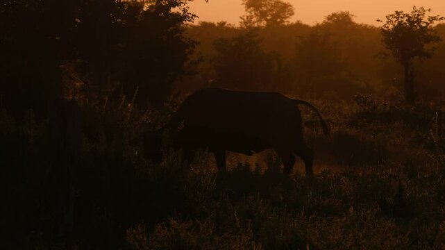 Golden orange evening backlit Cape buffalo silhouette walks into bush