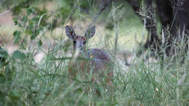 Shy seldom seen Sharpe's grysbok antelope peeks from behind foliage