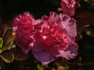 Layer Upon Layer Of Red Petalled Blooms