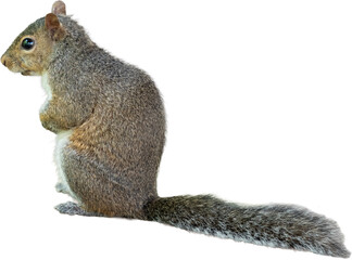 Gray Squirrel Sitting Up