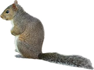 Foto auf Acrylglas Eichhörnchen Gray Squirrel Sitting Up  © charlie