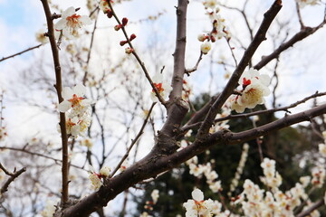白い梅の花　紅さし
