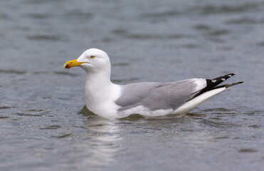 A ringed-billed gull floating in the ocean